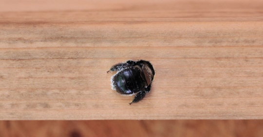Carpenter bee drilling