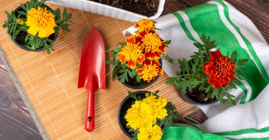 Trowel and marigolds about to be planted