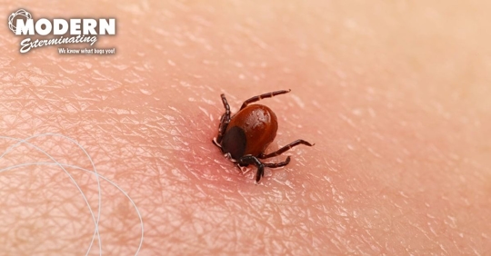 A tick biting human skin