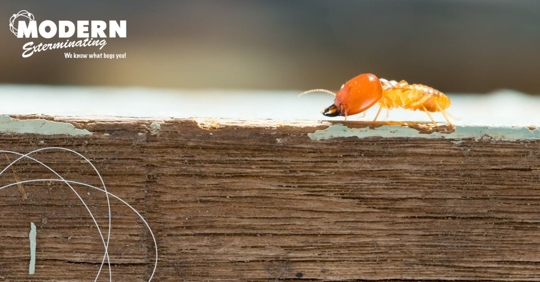 A termite walking on a wood surface
