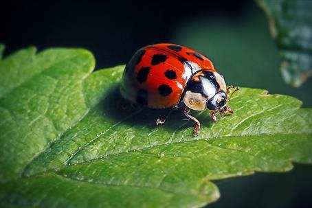 A small red lady bug on a green leaf