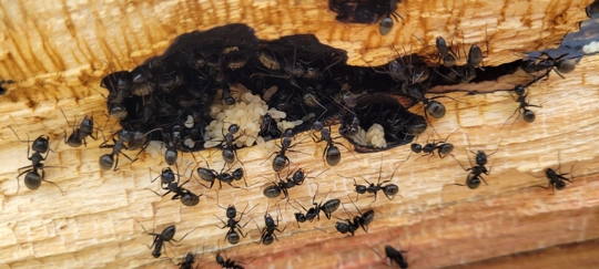 A hoard of ants crowded around a crack in the wall