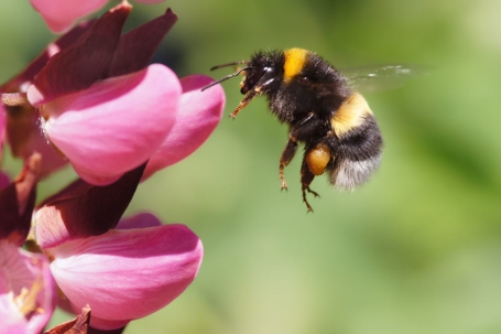 Bumblebee landing on a pink flower