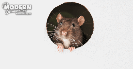 A small hole with a mouse poking through