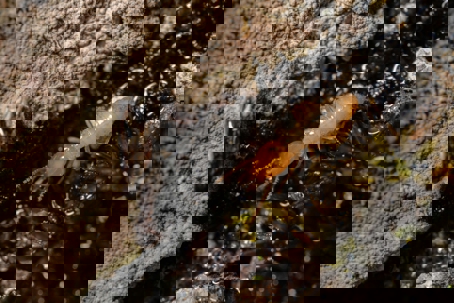 macro photo of a termite