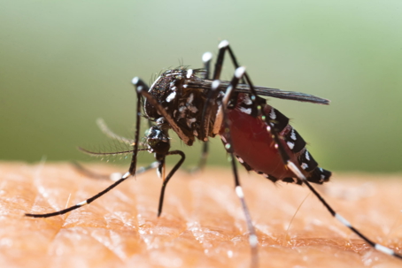 An asian tiger mosquito, common to South Carolina, biting human skin.