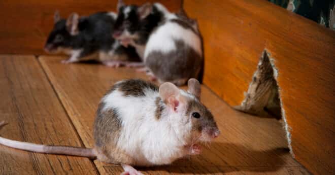 A mouse