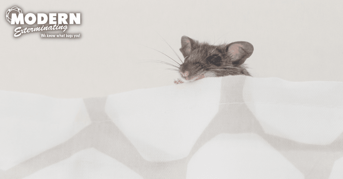 A little mouse peaking out