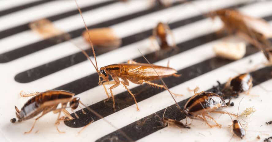 cockroach
