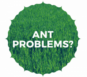 Ant Problems?
