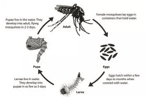 Mosquito Infographic