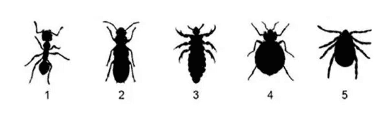 Lineup of Types of Bed Bugs