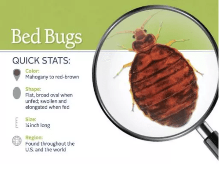 Infographic of Bed Bug Statistics