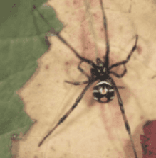 North Black Widow Spider