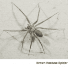 Brown Recluse Spider