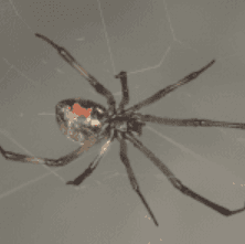 Brown Widow Spider