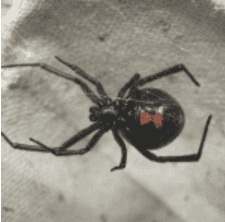 Southern Black Widow Spider