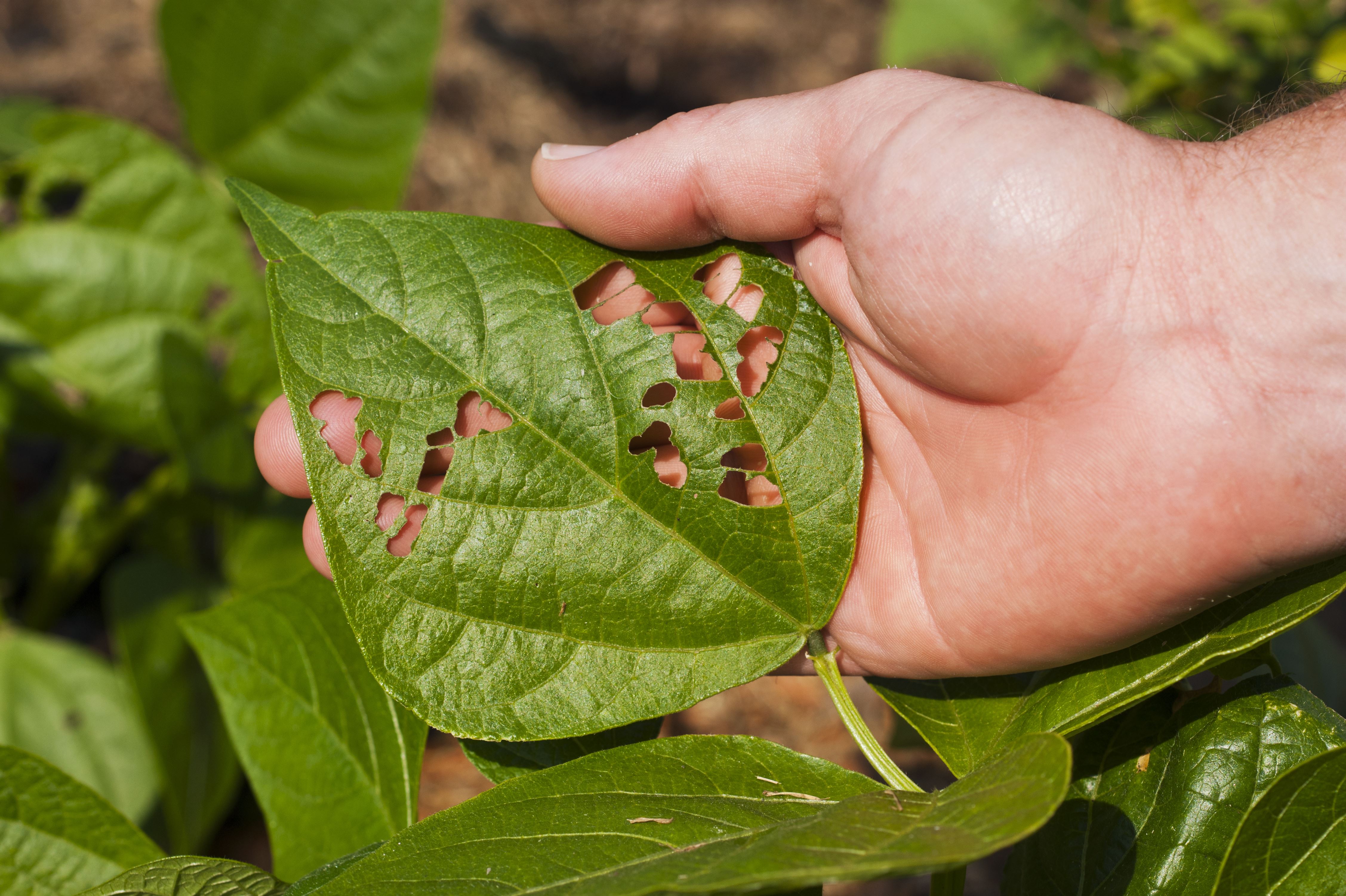 Insect damage to bean leaf stock