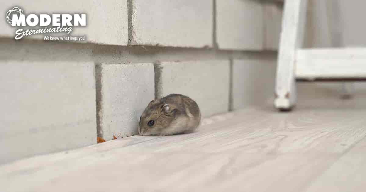 small mouse by a concrete wall