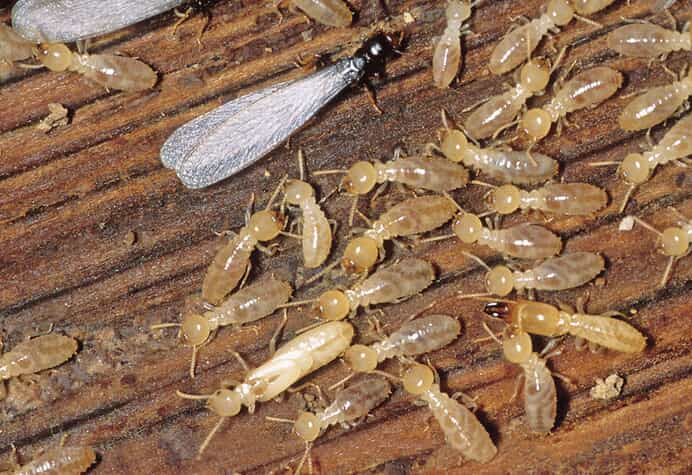 Termites