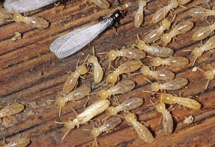 Termites