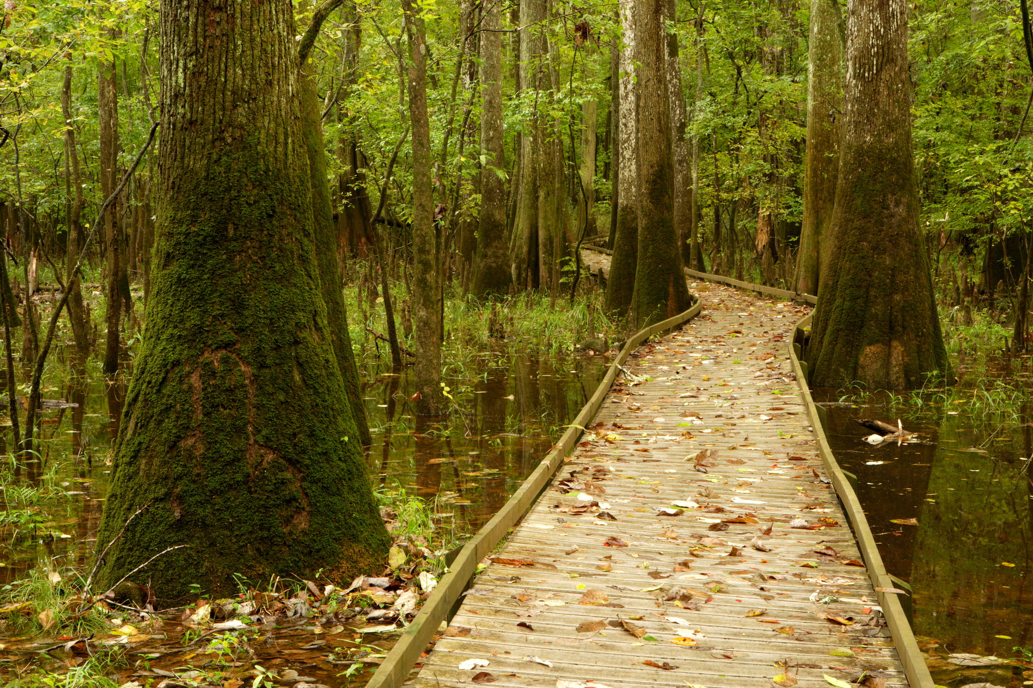Boardwalk through wetlands in Congaree National Park near Columbia, South Carolina.